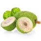 ELEPHANT - Green/Grüne Jackfruit in Salzlake eingelegt á 540 g Dose